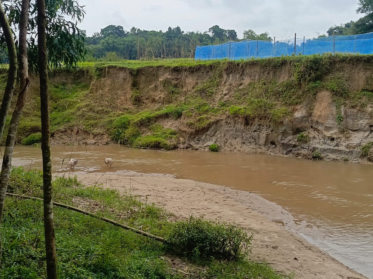গোয়াইনঘাটে কিনাই ছড়া থেকে অবৈধ বালু উত্তোলন: ঝুঁকিতে বসতবাড়ি ও ফসলি জমি
