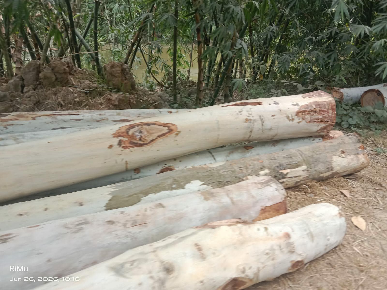 নিয়ামতপুরে সাড়ে ৪ লাখ টাকার সরকারি গাছ কাটার অভিযোগ