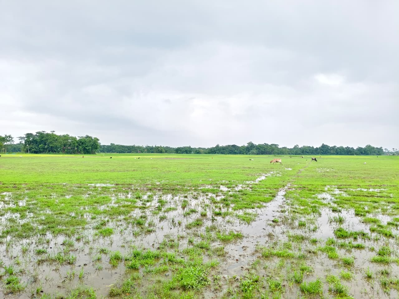 গোয়াইনঘাটে বিরোধে পতিত পড়ে আছে ২৫ বিঘা কৃষিজমি