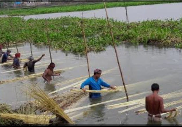 সোনালী আঁশে ফিরছে সুদিন: রাজিবপুরে বাম্পার পাট ফলনে হাসি ফুটেছে কৃষকের মুখে