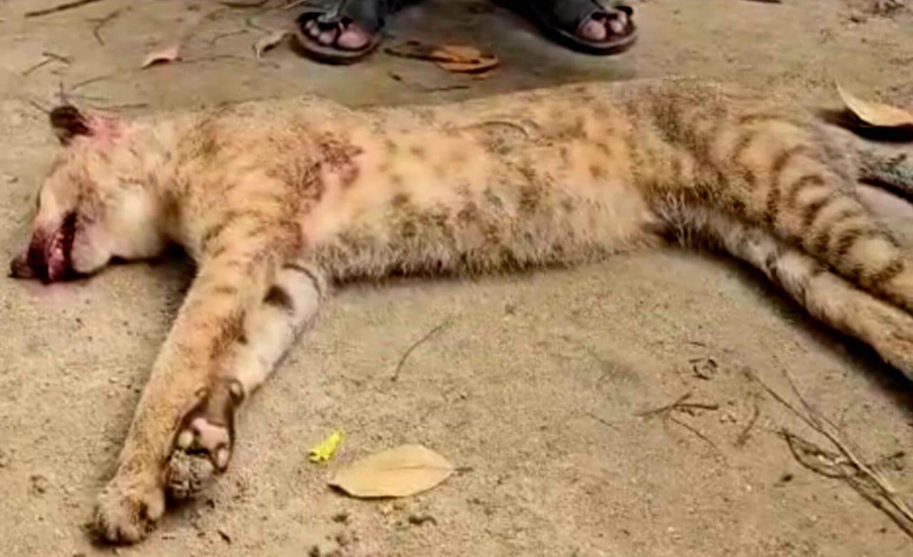 গোয়াইনঘাটে মেছো বাঘ পিটিয়ে হত্যা