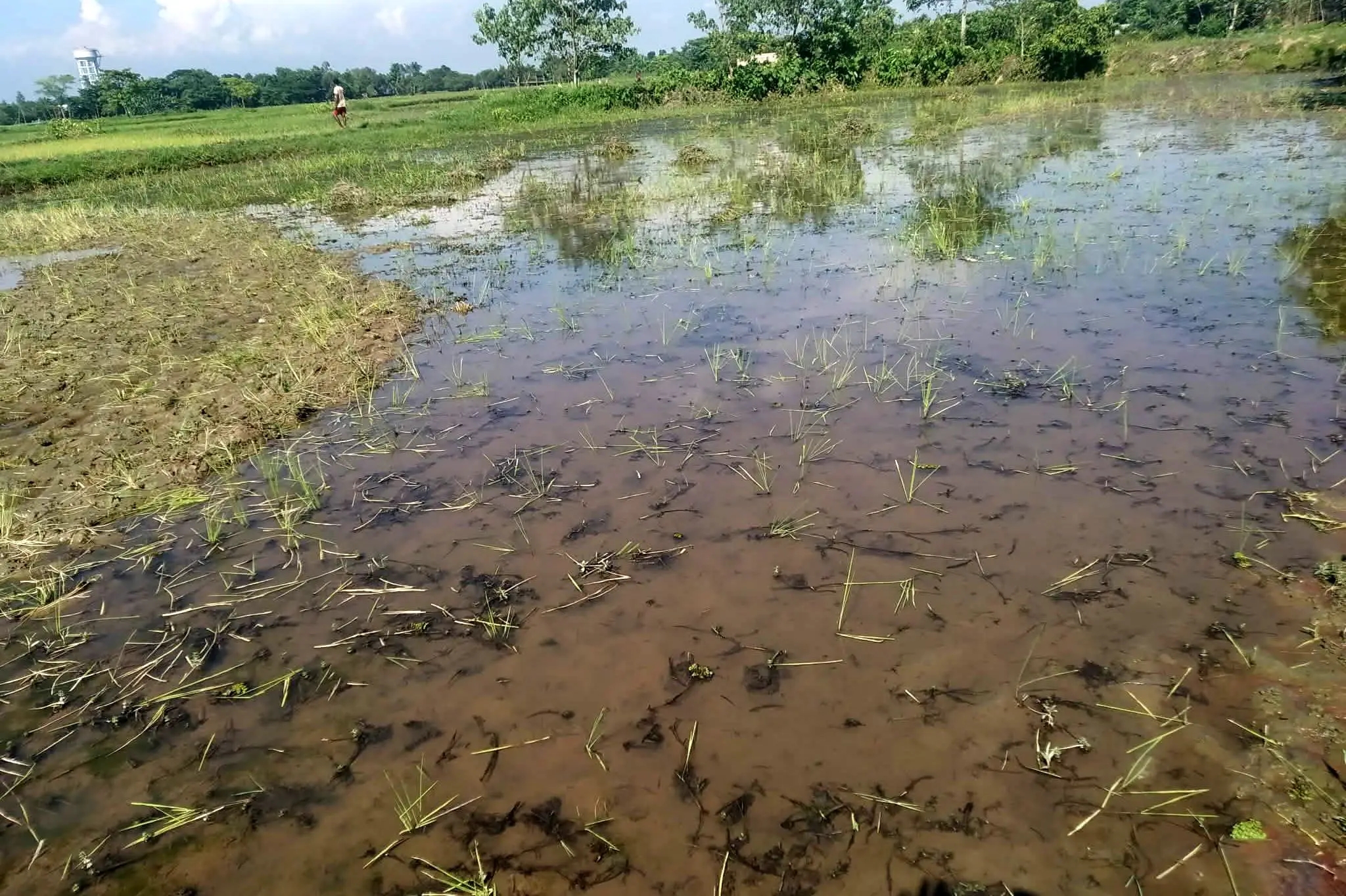 জগন্নাথপুরে জমিতে রোপনকৃত আমন ধানের চারা উপরে ফেলা নিয়ে উত্তেজনা