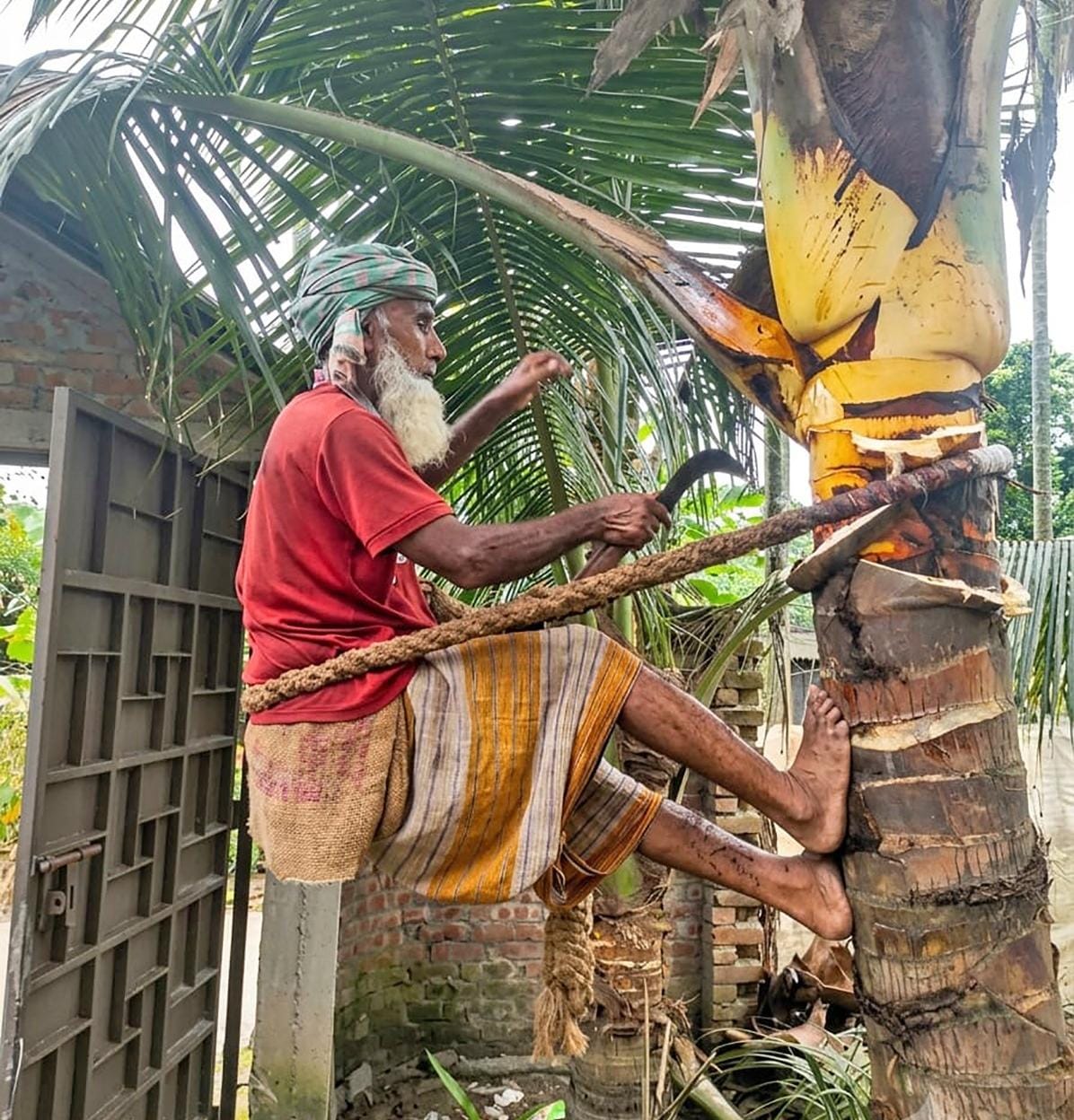 জীবন সংগ্রামে ঝুঁকি নিয়ে গাছ ঝুরে চলছে জলিলের জীবিকা