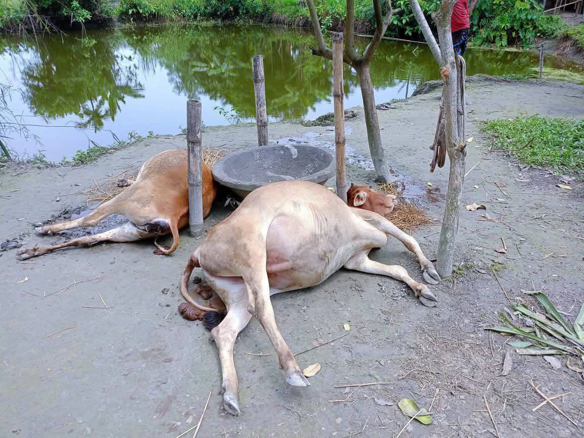 ডিমলায় রোগের লক্ষণ ছাড়াই হঠাৎ চার গরুর মৃত্যু