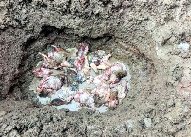 খুলনার কয়রায় ১৪৫ কেজি হরিণের মাংস জব্দ