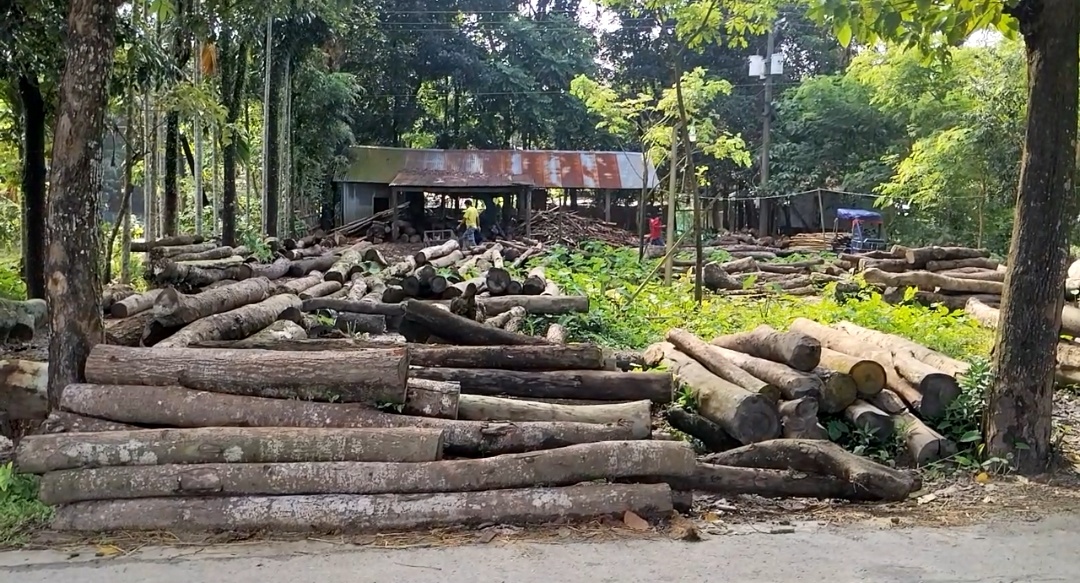 ধুলো-শব্দে অতিষ্ঠ এলাকাবাসী, তবুও বন্ধ হচ্ছে না মঙ্গলকাটার অবৈধ স-মিল