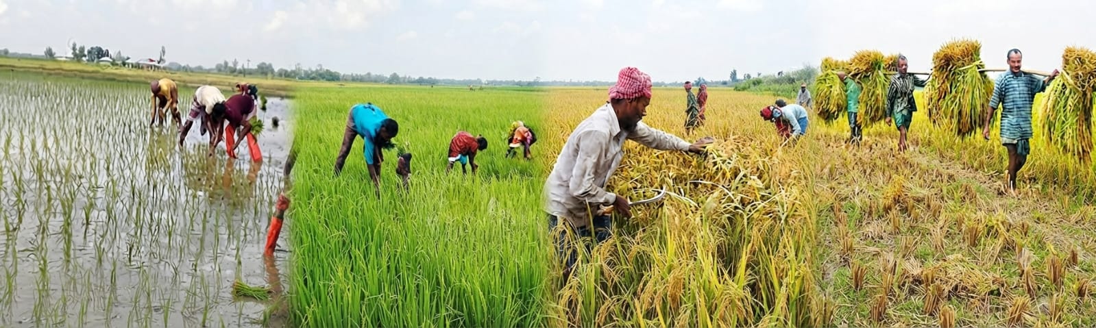 নেত্রকোনার হাওরে এক ফসলের ওপর কৃষকের জীবন, অনিশ্চয়তা কাটে না