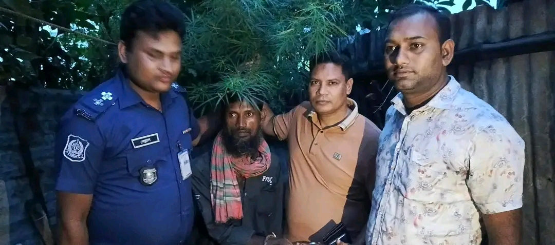 সিংড়ায় বাড়িতে গাঁজার গাছ! সাতপুকুরিয়ায় পুলিশের অভিযান