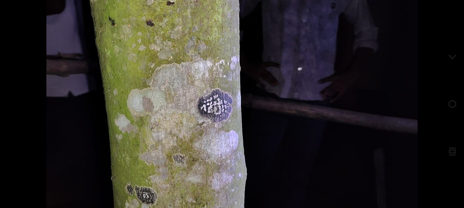 ডিমলায় গাছের গায়ে ‘আল্লাহ’ নামের মতো আকৃতি, দেখতে মানুষের ভিড়