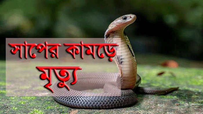 নিয়ামতপুরে বেড়াতে এসে সাপের কামড়ে শিশুর মৃত্যু