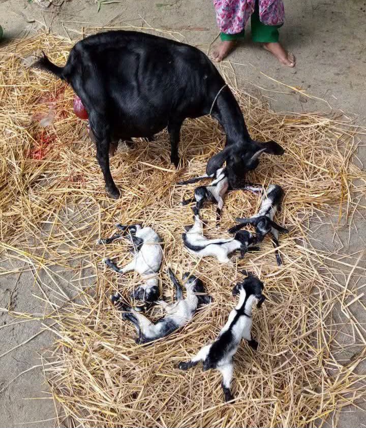 ডিমলায় ছাগলের একসঙ্গে ৬ বাচ্চা প্রসব