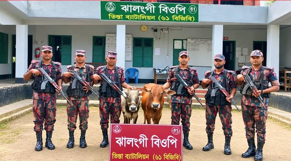 পাটগ্রাম সীমান্তে ৬১ বিজিবির বিশেষ অভিযানে ভারতীয় গরু আটক