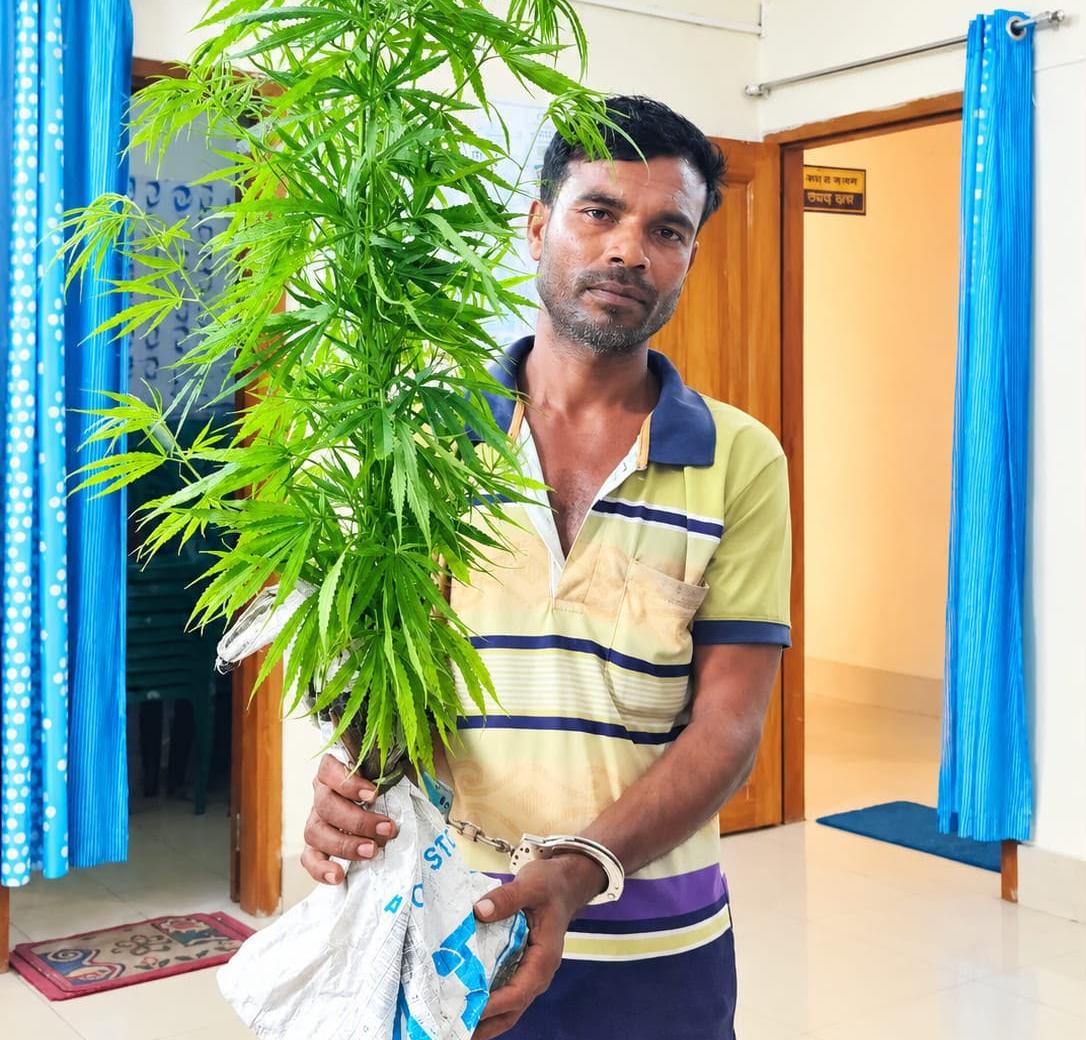 মাছের ঘেরের বাঁধে গাঁজার চাষ: কয়রায় পুলিশি অভিযানে আটক ১