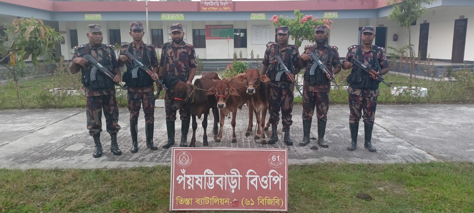 পাটগ্রাম সীমান্তে ৬১ বিজিবির অভিযানে ভারতীয় গরু আটক