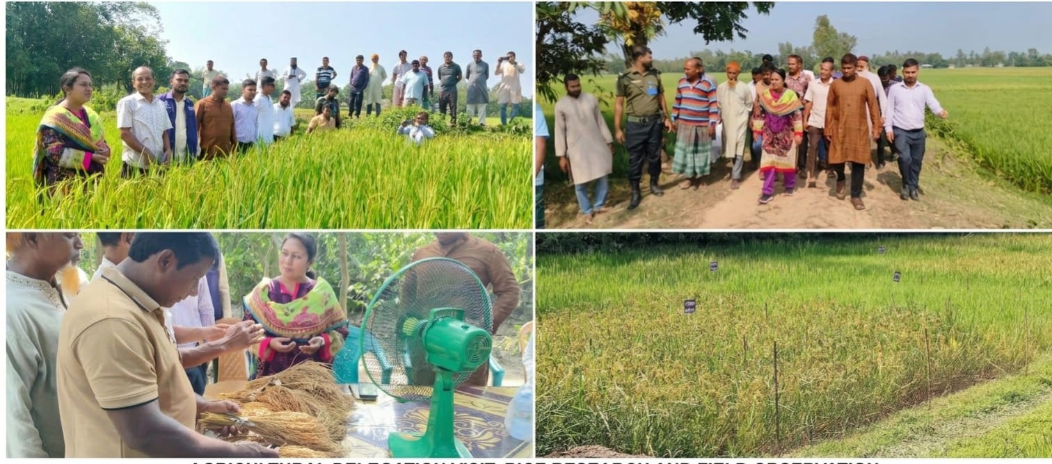 মাটির টানে, উদ্ভাবনের শক্তিতে: শেরপুরে ২৫ জাতের ধান উদ্ভাবন সেন্টু কুমার হাজংয়ের