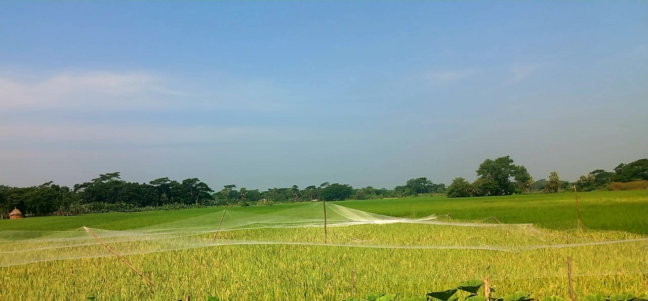 বাঁশবুনিয়ায় পাকা ধান রক্ষায় কৃষকের অভিনব কৌশল